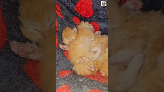 Доброе утро Ребята 🌞😻❤️😽🍼🐈🐈🐈🐈🐈