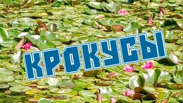 крокусы в ботаническом саду в Симферополе