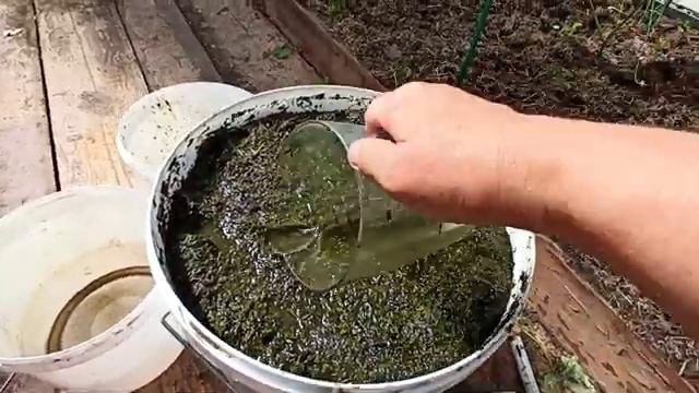 Рецепт продолжение Формировка огурца Часть 2