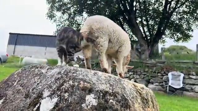Овца не даёт коту залазить на камень - 2025год