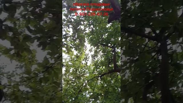 летняя обрезка плодовых в Подмосковье, 28.06.25