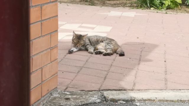 Кошка лежит на плитке и вылизывается