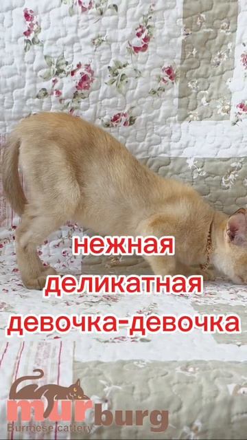 lv_0_20250628120334 (1)