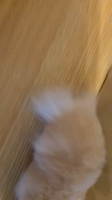 хомяк Феликс