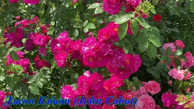 Джон Кэбот (John Cabot)