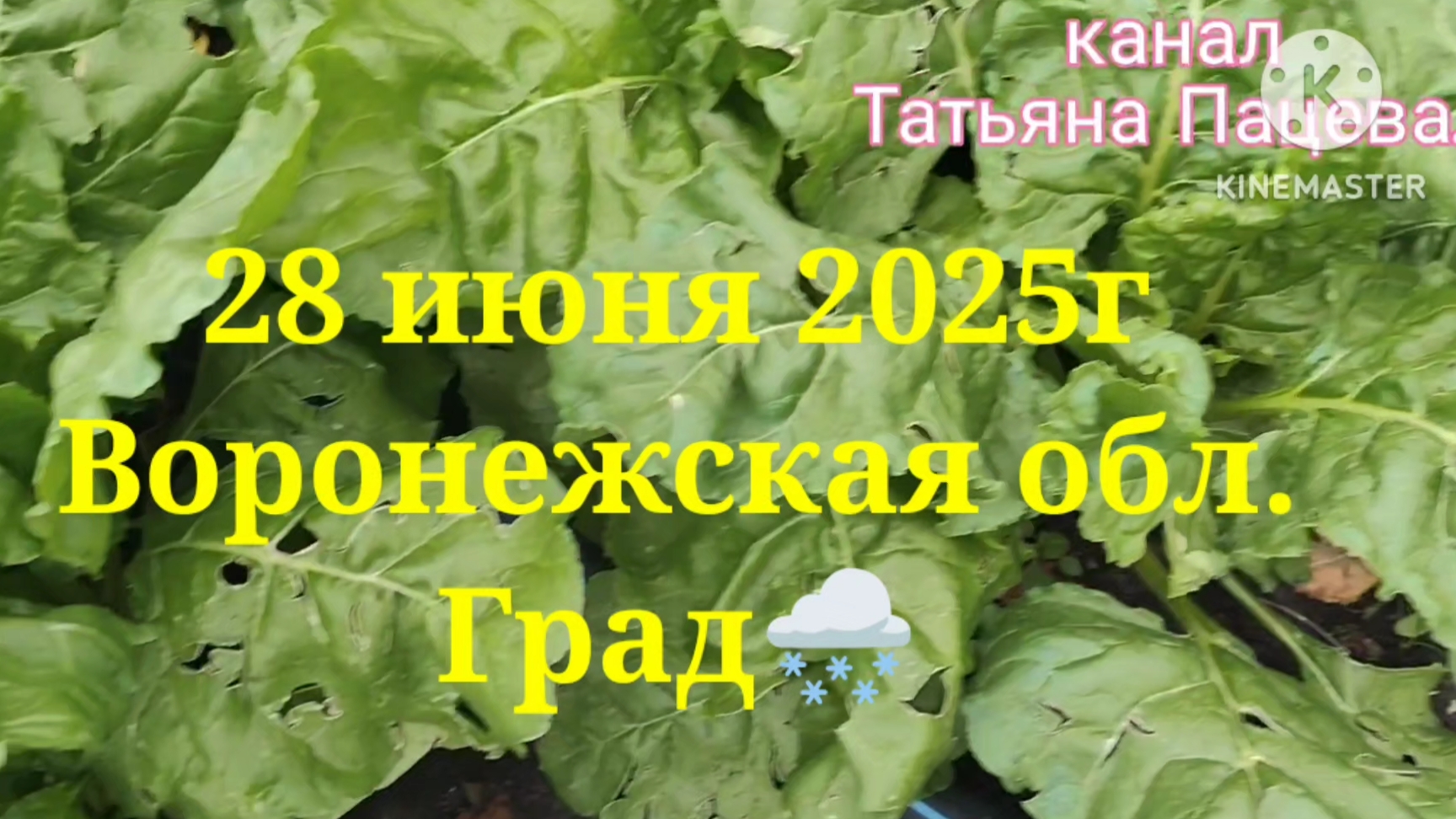 Град🌨️Дачное видео🍅🫑🥒🥕🥬28.06.25г.Воронежсеая обл.