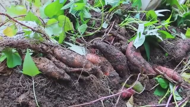 Выращивание батата с множеством клубней в пластиковых вёдрах без ухода