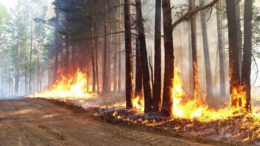 В Бурятии были зафиксированы 60 лесных пожаров общей площадью более 107 тыс. га