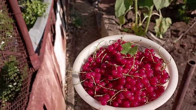 завершили сбор красной смородины, 29 июня/смородина/