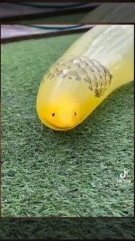 конча