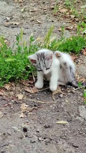 кошка