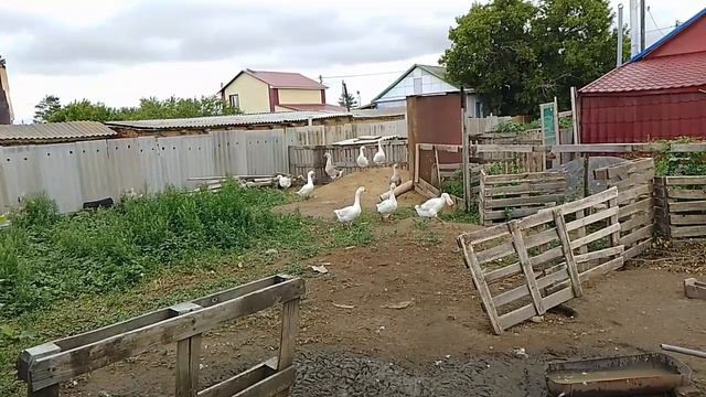 29 июня, сезон закруток на зиму открыл