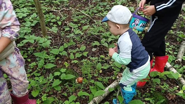 Отправились в лес за грибами