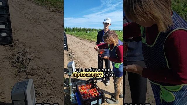 Учет сбора урожая ягод Любимая ягода. Чувашия