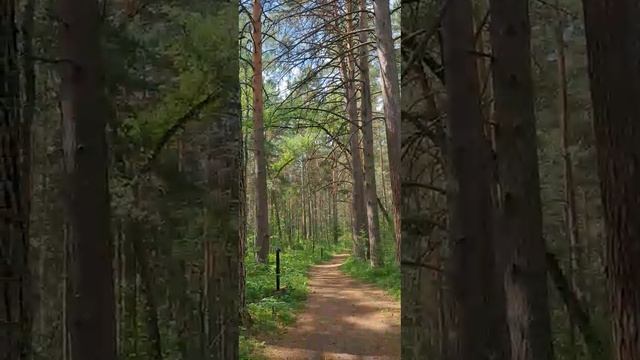 Утро в лесу