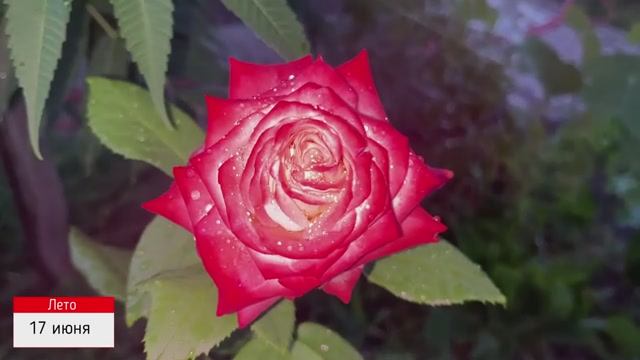 А-ля сад! Дневник наблюдений. Часть восьмая.