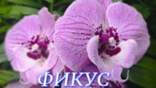 №1096/ СВЕЖИЕ красивые ОРХИДЕИ в маг. ФИКУС