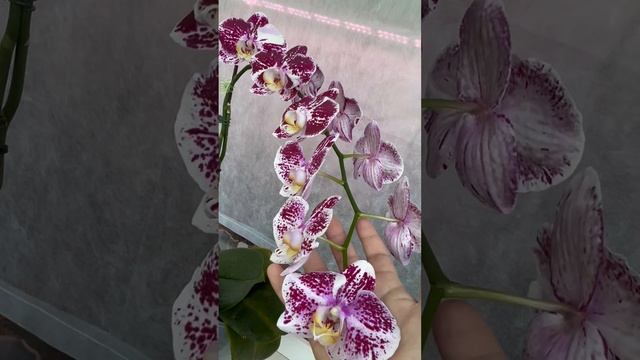 Моя красота! Говорят, что это орхидея фаленопсис Компилейшн, но я сомневаюсь 🧐
