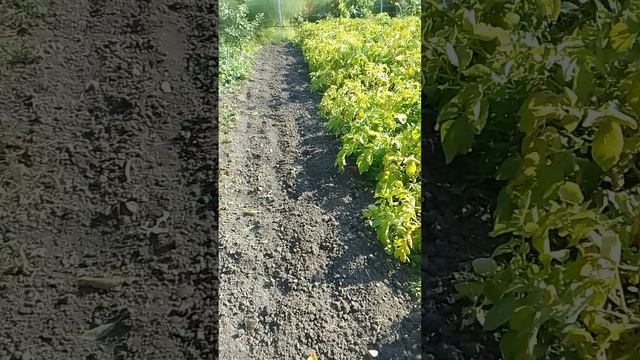 Одно съедаем другое сеем.