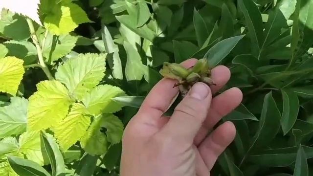 Палисадник деревенского дома в Воронежской области 🌸😊