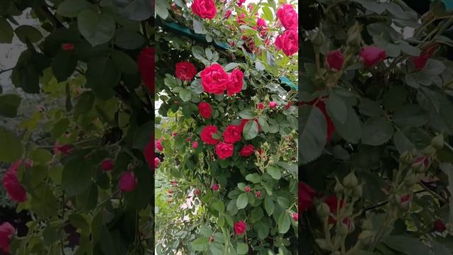Розы