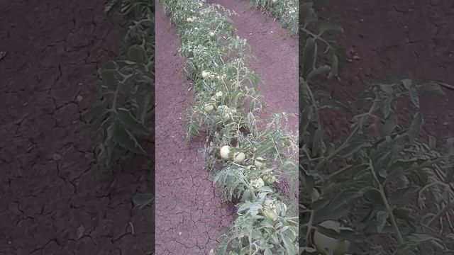 Летний огород на севере Кубани!