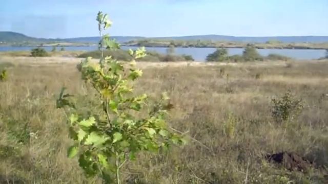 Три Дуба. Ляпкало сажали деревья. Отец сын внук