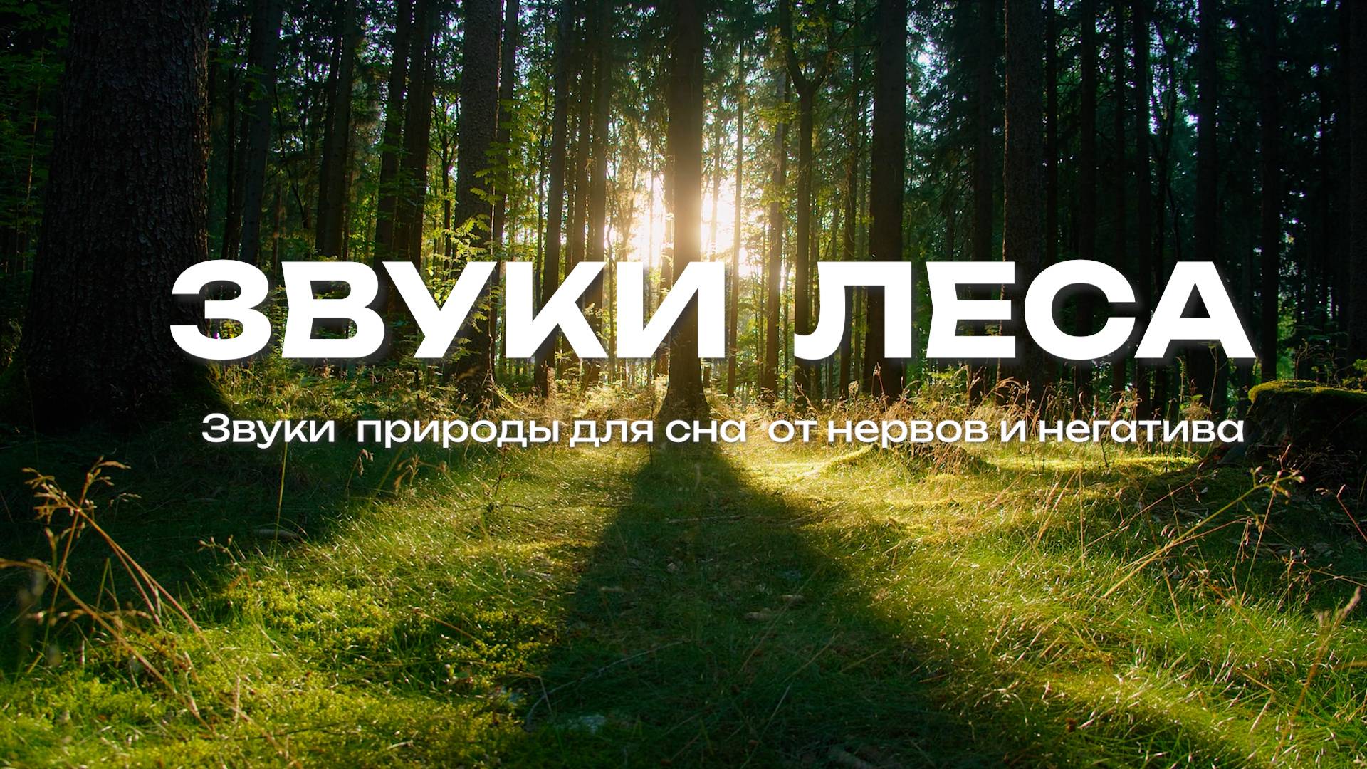 Звуки леса. Для сна от нервов и негатива