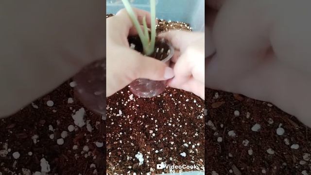 1000151331.mp4