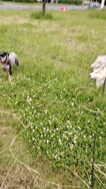Джек играет с подругой 😊