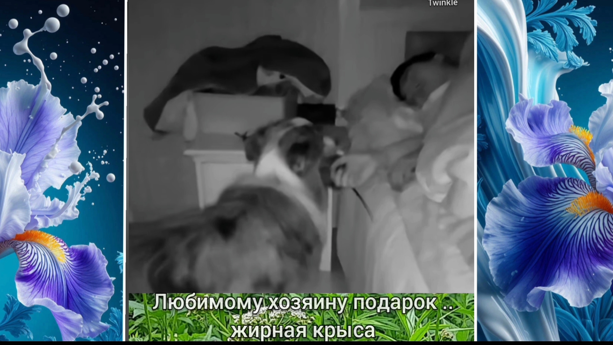 ЛЮБИМОМУ ЧЕЛОВЕКУ .. ЖИРНАЯ КРЫСА .. в ПОДАРОК