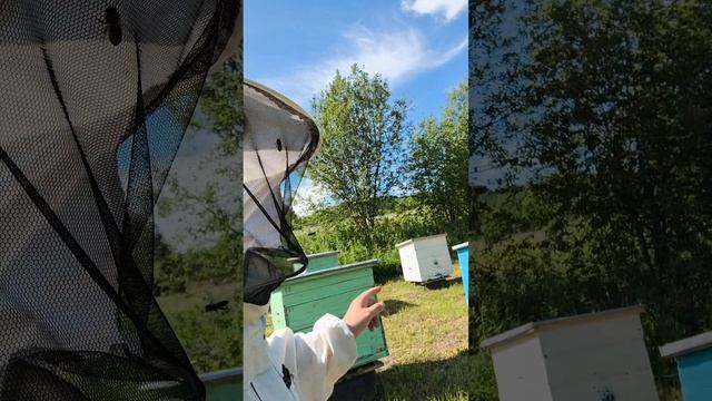 осмотр ольев и трутнёвый гомогенат