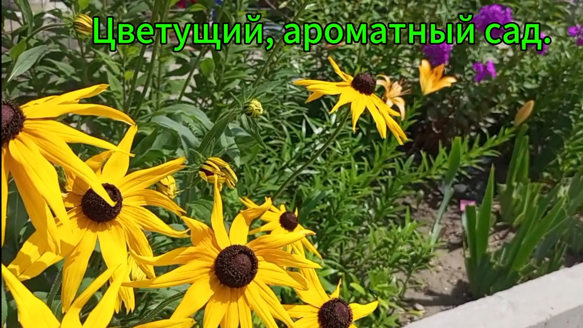 Цветущий, ароматный сад в конце июня