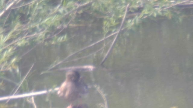 утки в телескоп 150750 на камеру для телескопов примерно 500 крат , 400 метров (7)