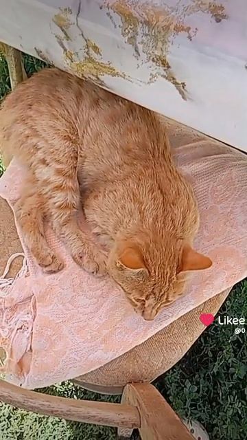 1000028194.mp4