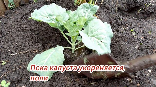 Капуста белокочанная. Поздняя пересадка. Конец июня