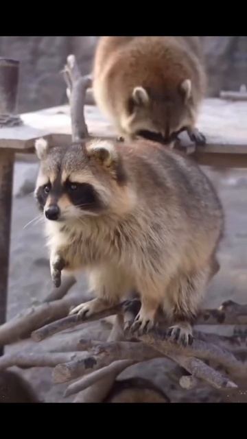 🦝 еноты