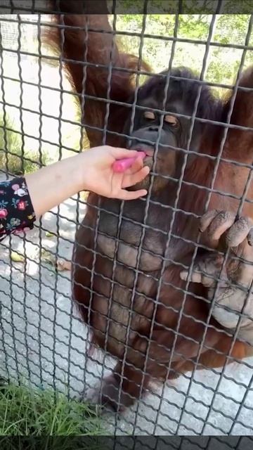 30-06-2025 Зумерша накурила обезьяну в крымском парке «Тайган».