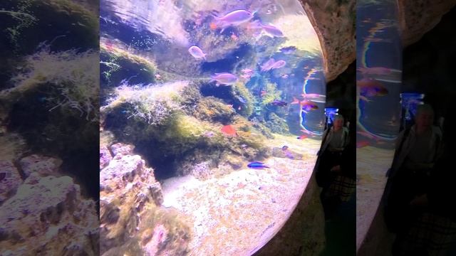 🌊 **Московский океанариум на ВДНХ — это не просто аквариум, а целый подводный мегаполис!**