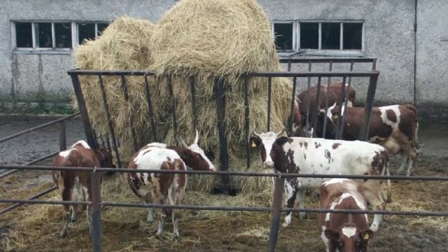 Ярмарка с коровами в Ленинском районе......