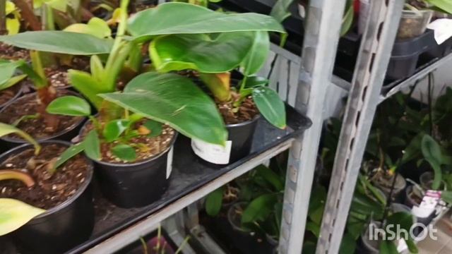 Обзор из магазина Доминика"/30.06.25/