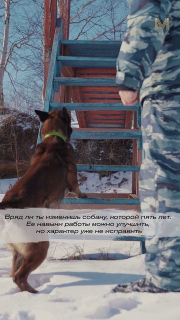 КИНОЛОГ ПОДСТРАИВАЕТСЯ ПОД СОБАКУ? #монологи #камчатка