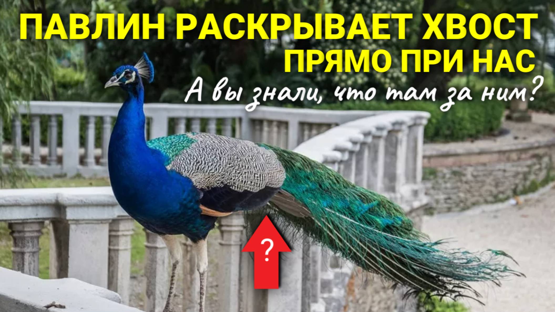 Павлин при нас раскрывает хвост. А вы знали, что под ним?!