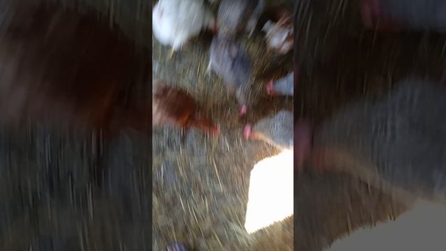 агро курица