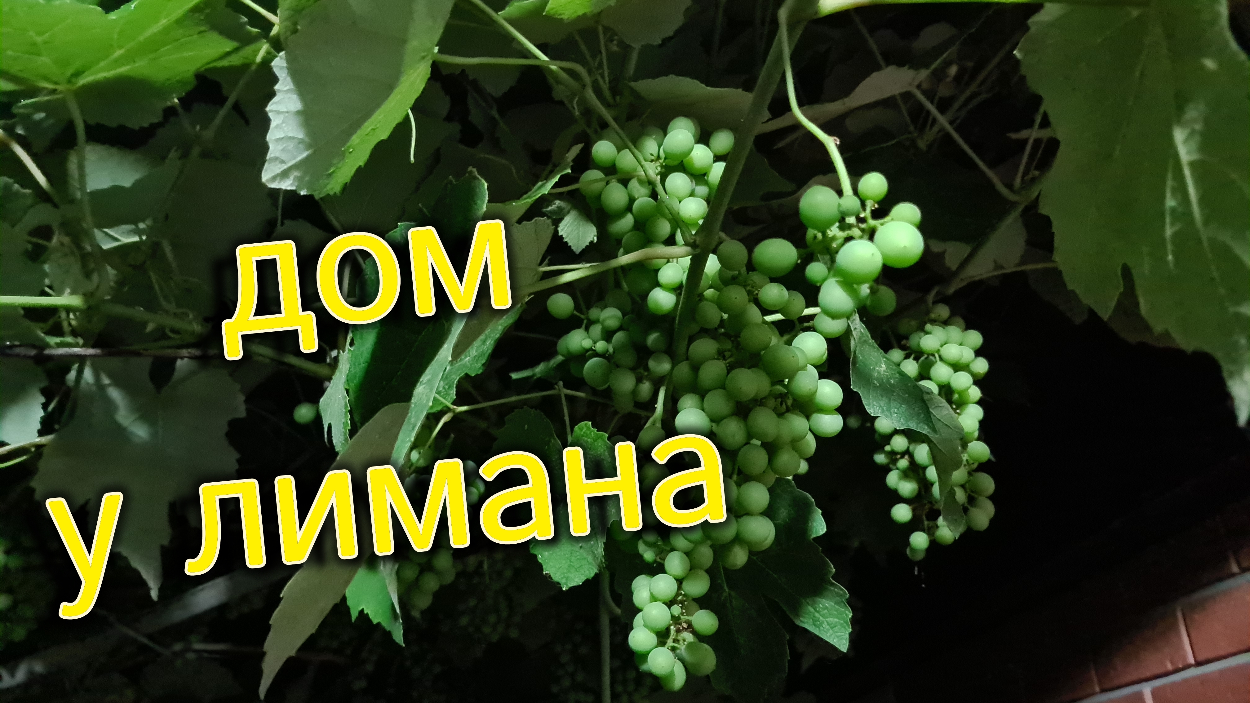 Наш дом у лимана. Косим, чистим, убираем. Море, волны. У меня зацвел гранат👍