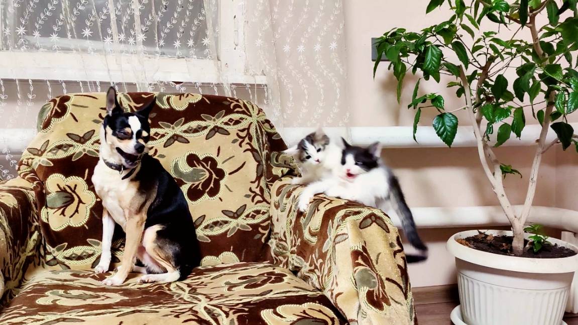 Котята дерутся. Нет, они не дерутся, они просто весело играют.