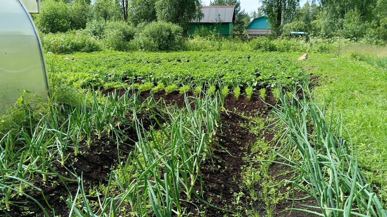 Чем подкормить на Огороде овощи ,чтобы Росли хорошо.