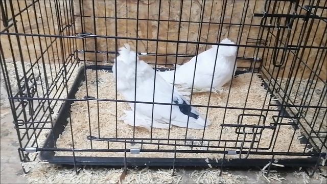 Приобрёл голубей бухарских барабанщиков на выставке в городе Воронеж