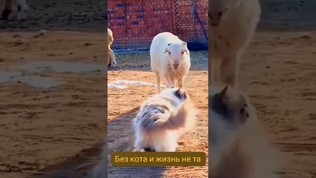 Коты защищают и атакуют