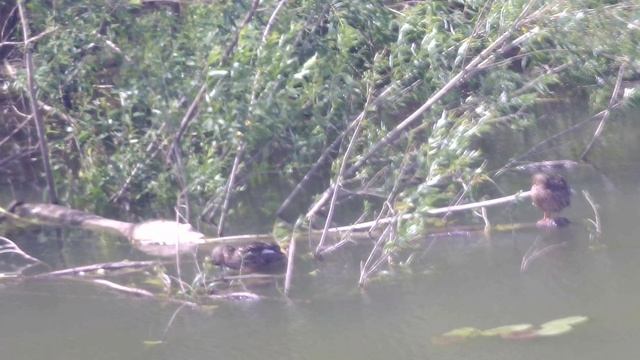 утки в телескоп 150750 на камеру для телескопов примерно 110 либо 220 крат крат , 400 метров (8)